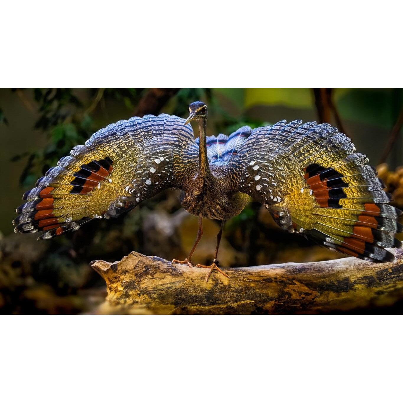 Tablou canvas 50x35 cm, Animale model 474