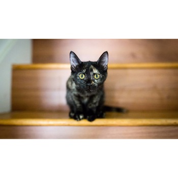 Tablou canvas 50x35 cm, Animale model 493 Tablou canvas 50x35 cm, Animale model 493