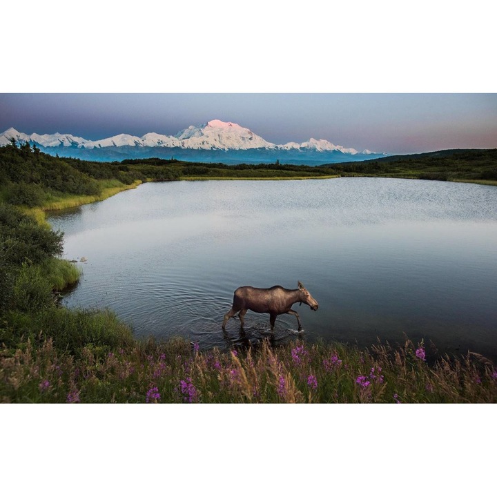 Tablou canvas 40x30 cm, Animale model 487