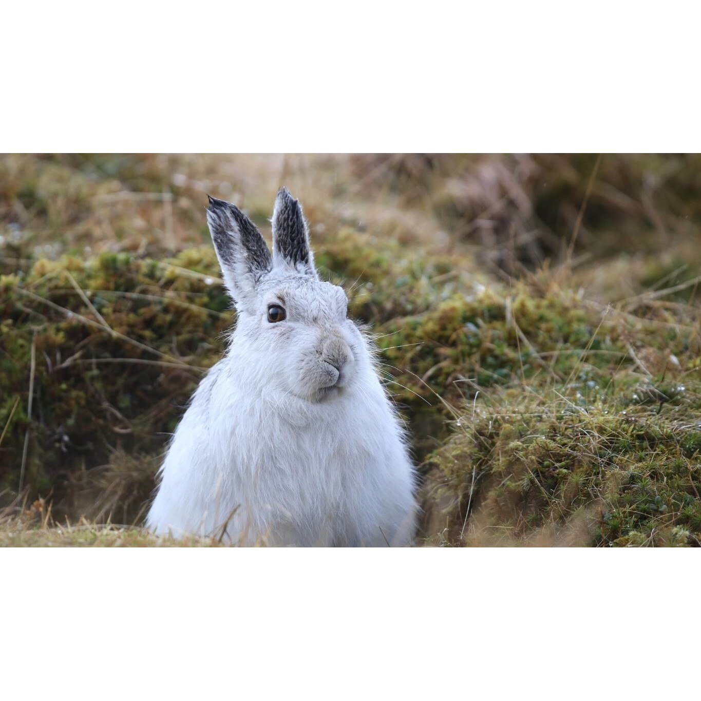 Tablou canvas 50x35 cm, Animale model 484