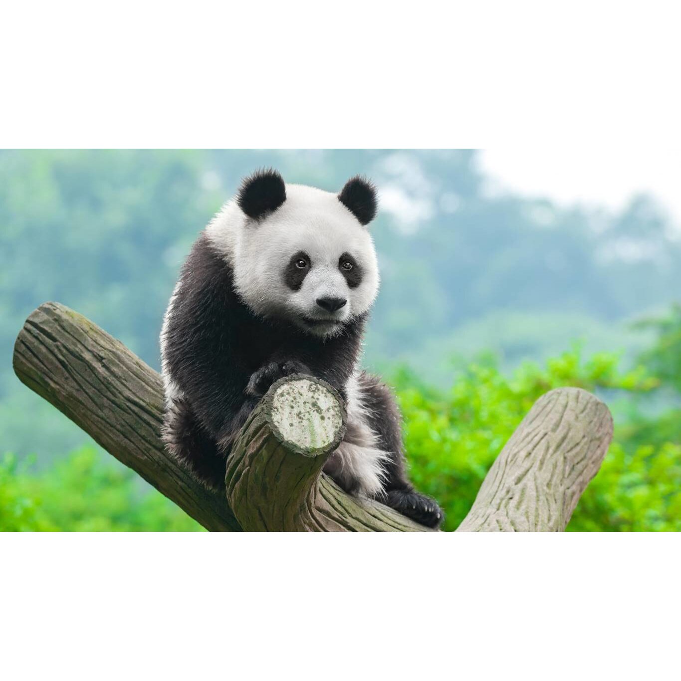 Tablou canvas 75x50 cm, Animale model 458