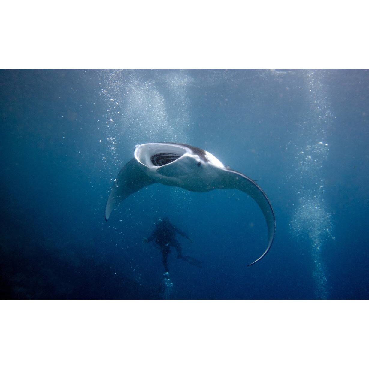 Tablou canvas 75x50 cm, Animale model 476