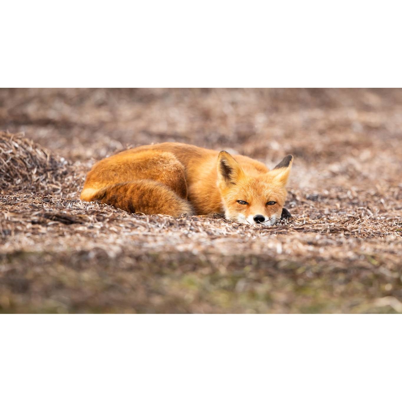 Tablou canvas 50x35 cm, Animale model 486