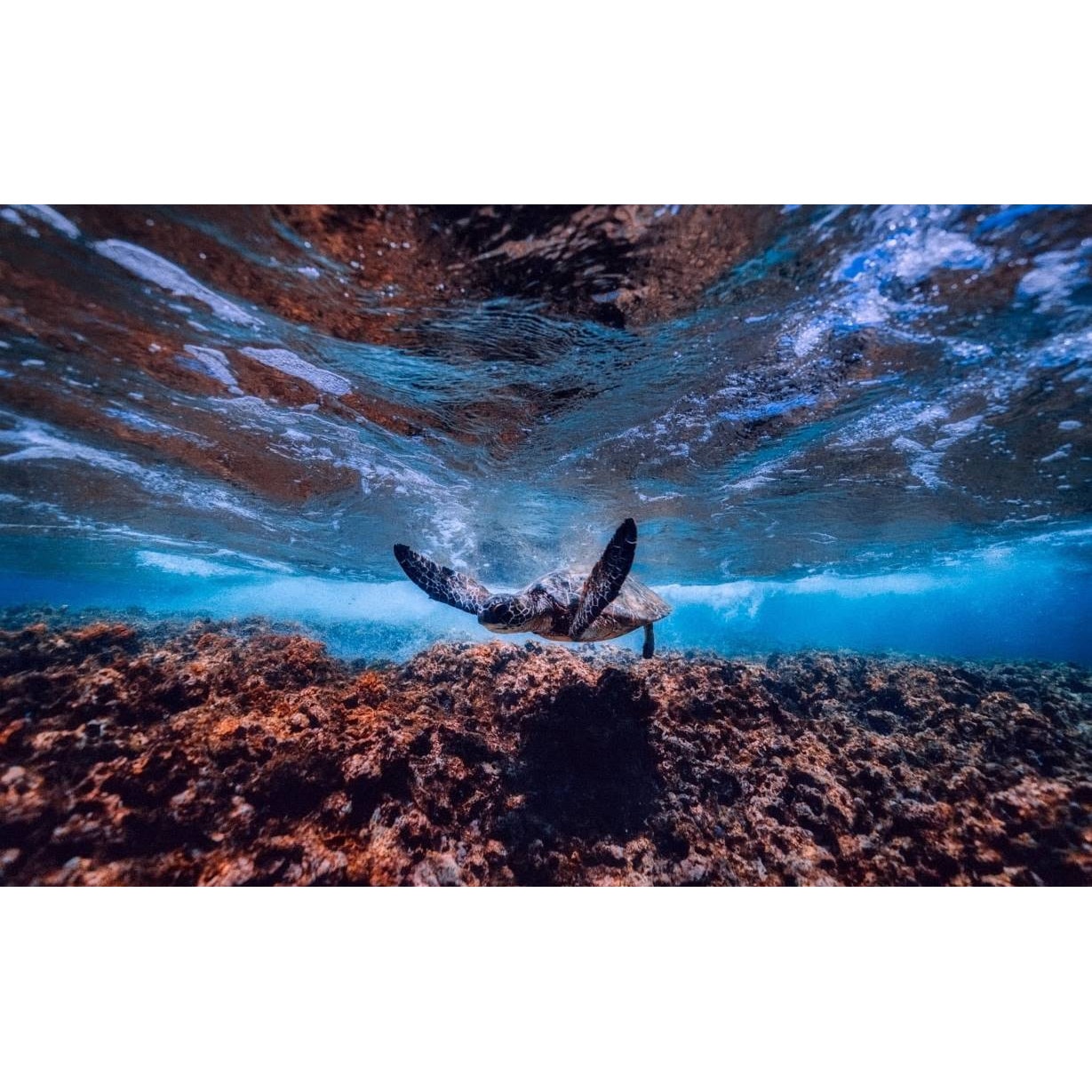 Tablou canvas 90x50 cm, Animale model 482