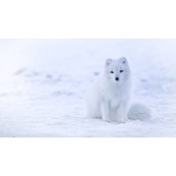 Tablou canvas 75x50 cm, Animale model 481 Tablou canvas 75x50 cm, Animale model 481