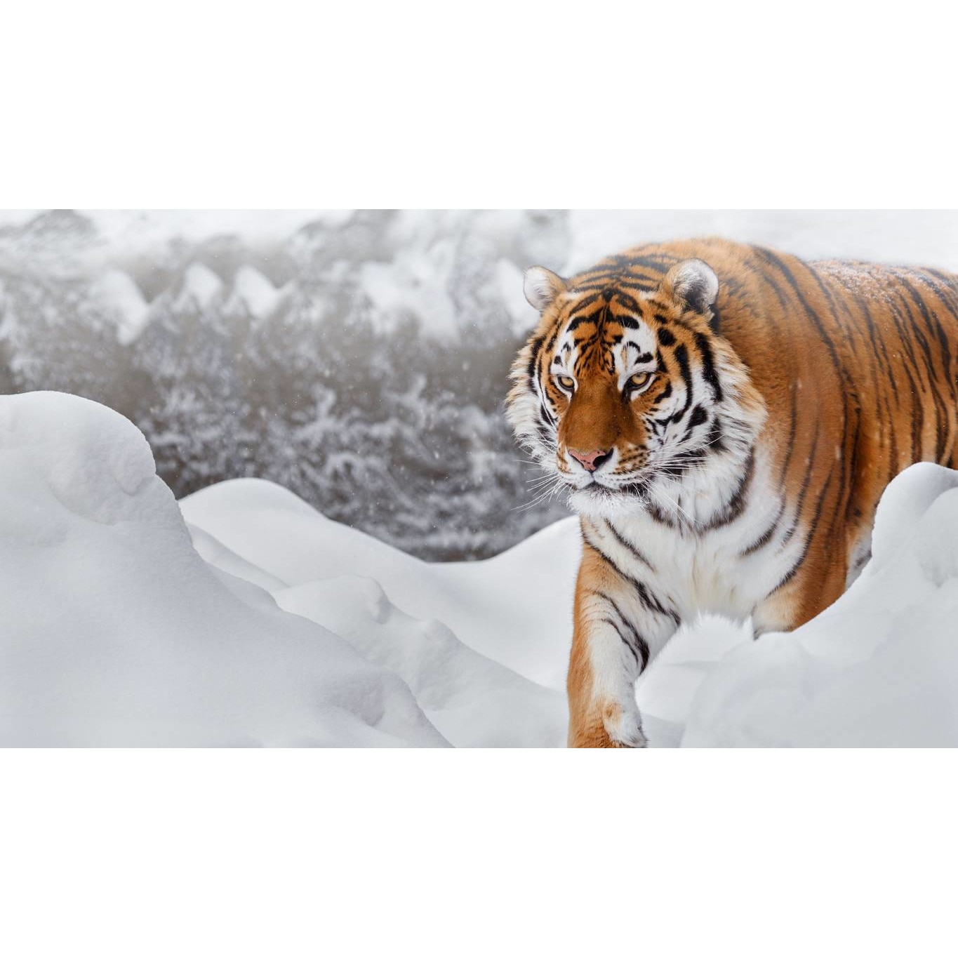 Tablou canvas 75x50 cm, Animale model 471