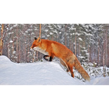 Tablou canvas 75x50 cm, Animale model 496 Tablou canvas 75x50 cm, Animale model 496