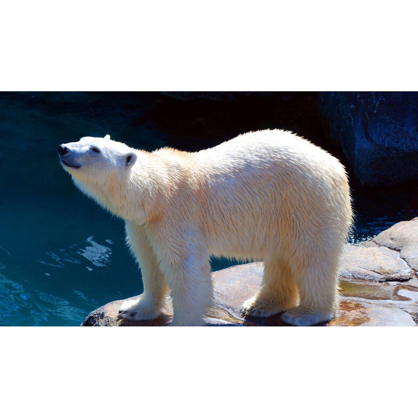 Tablou canvas 50x35 cm, Animale model 468