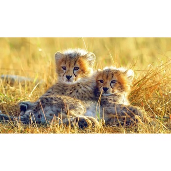 Tablou canvas 90x50 cm, Animale model 479 Tablou canvas 90x50 cm, Animale model 479