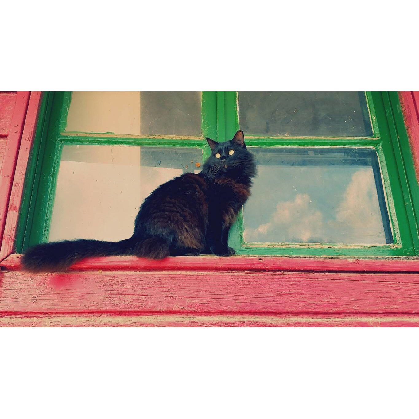 Tablou canvas 50x35 cm, Animale model 473