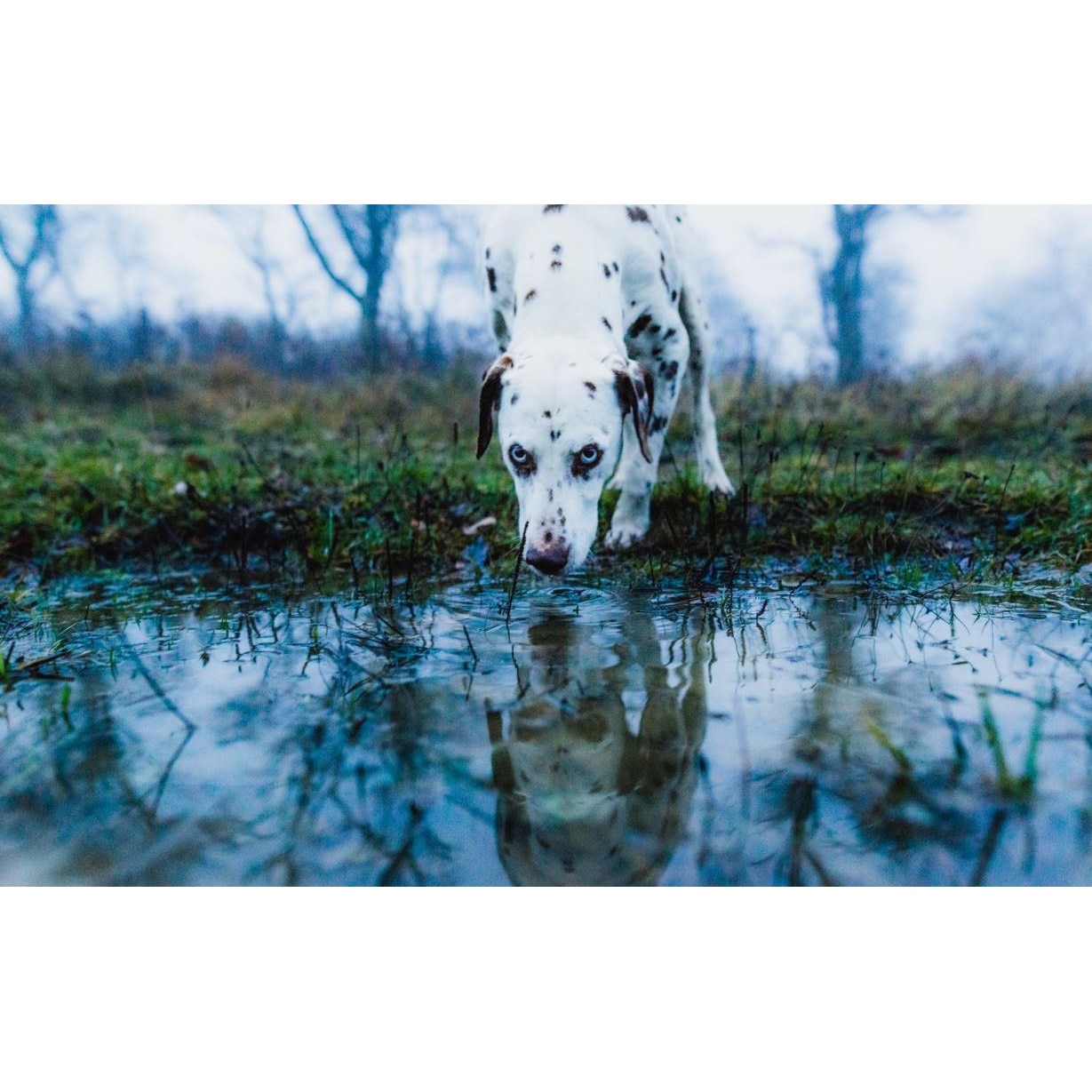 Tablou canvas 75x50 cm, Animale model 501