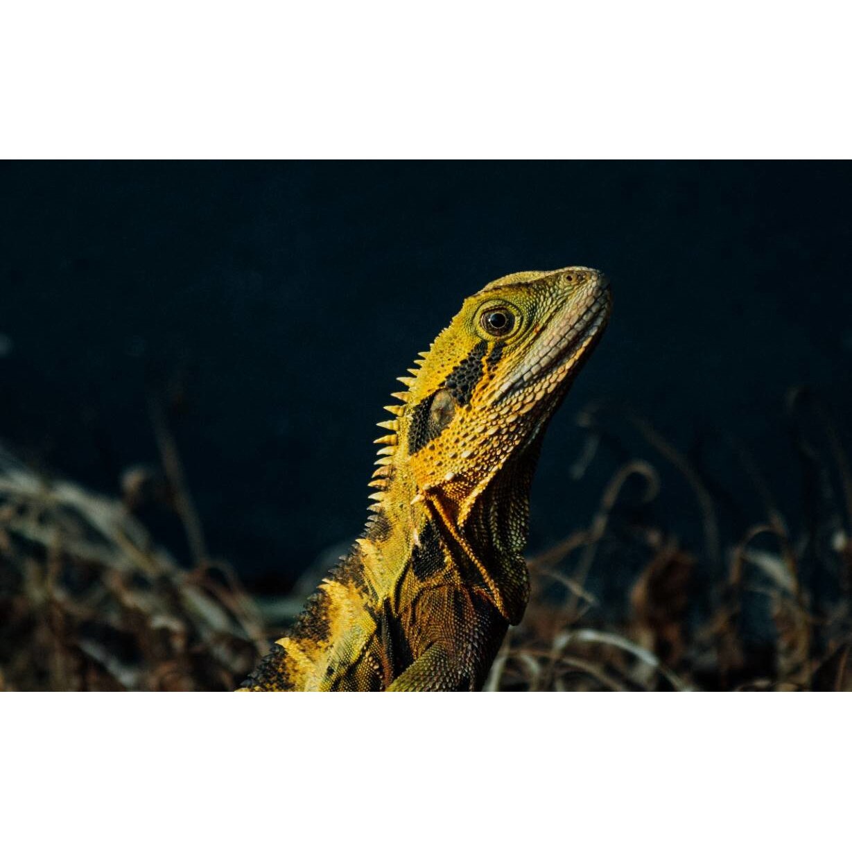 Tablou canvas 50x35 cm, Animale model 498