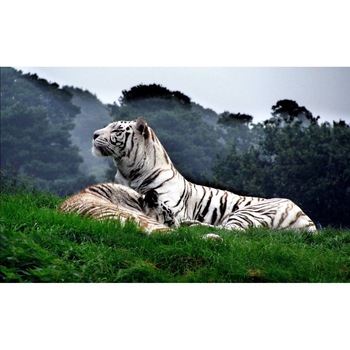 Tablou canvas 75x50 cm, Animale model 489 Tablou canvas 75x50 cm, Animale model 489