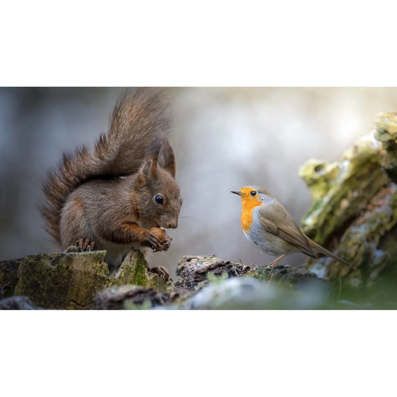 Tablou canvas 90x50 cm, Animale model 509