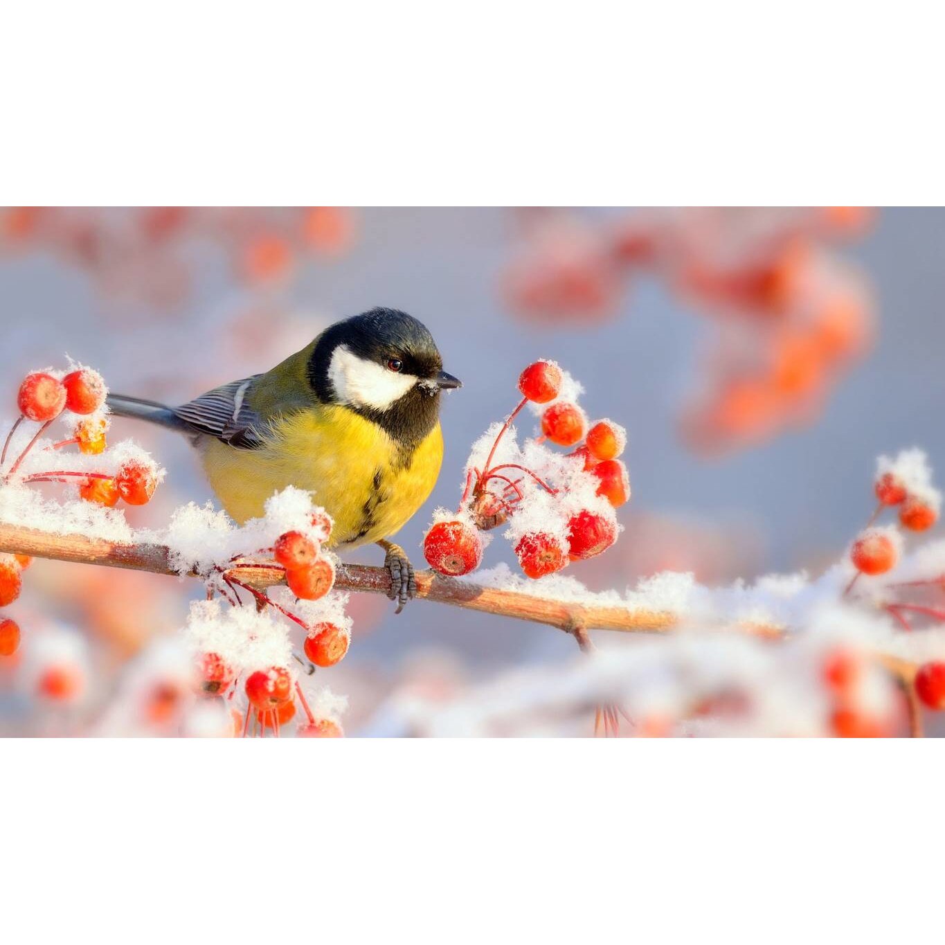 Tablou canvas 75x50 cm, Animale model 500