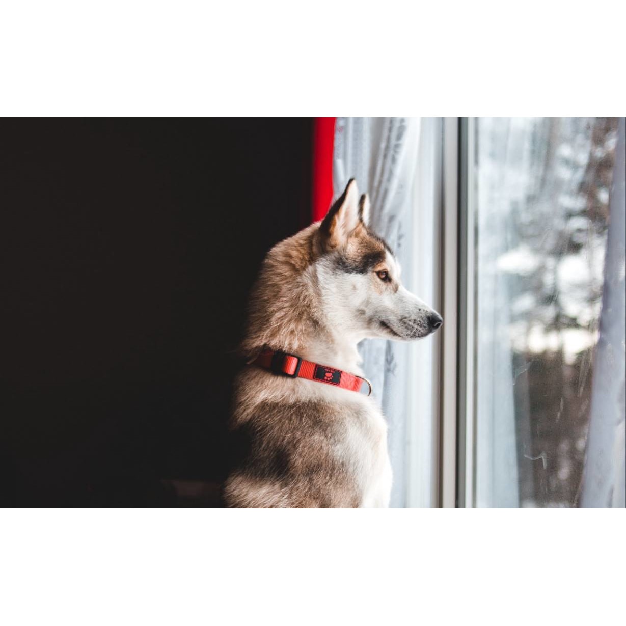 Tablou canvas 75x50 cm, Animale model 480