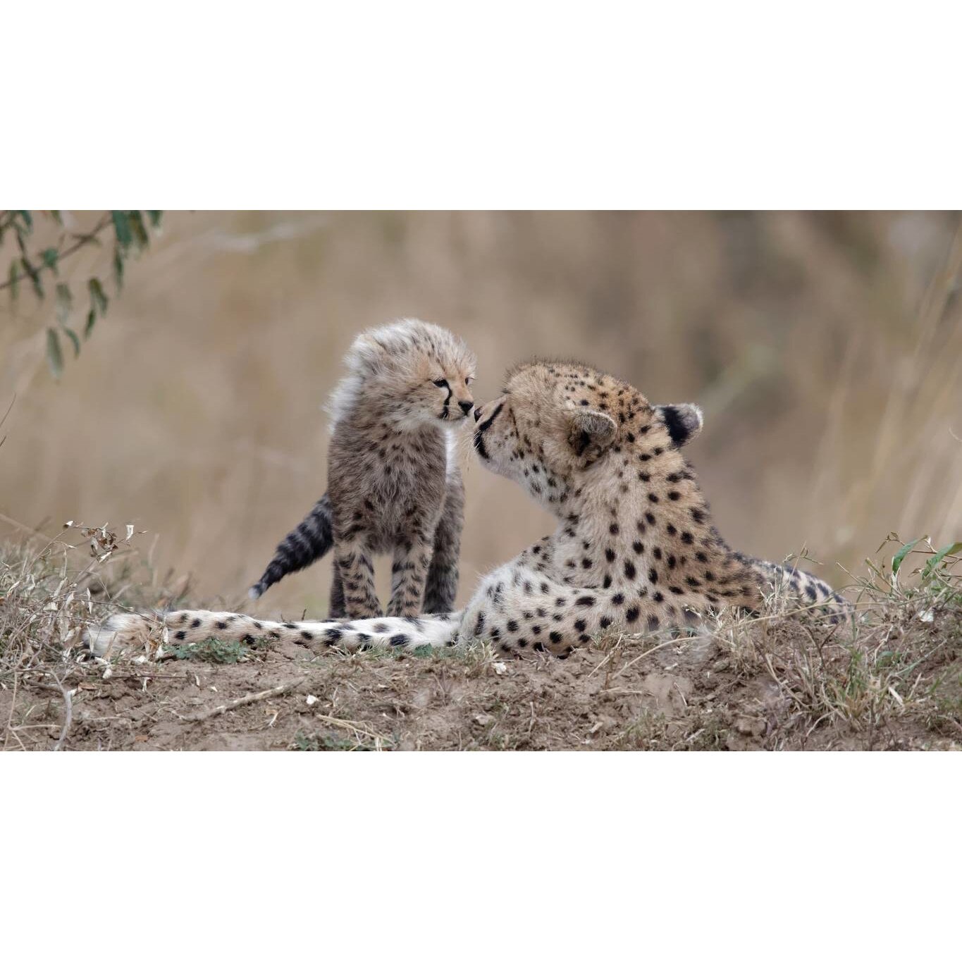 Tablou canvas 50x35 cm, Animale model 491