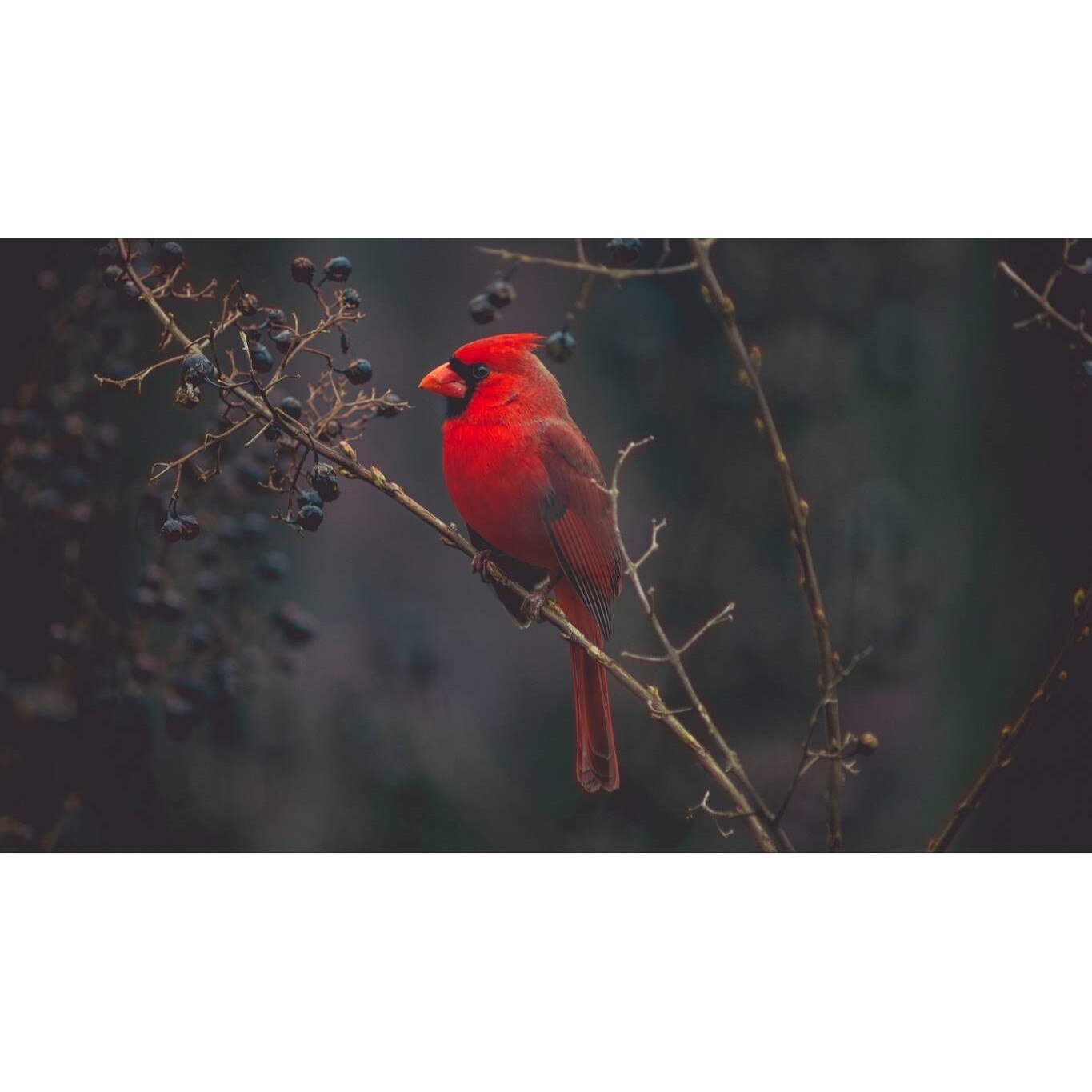 Tablou canvas 75x50 cm, Animale model 490