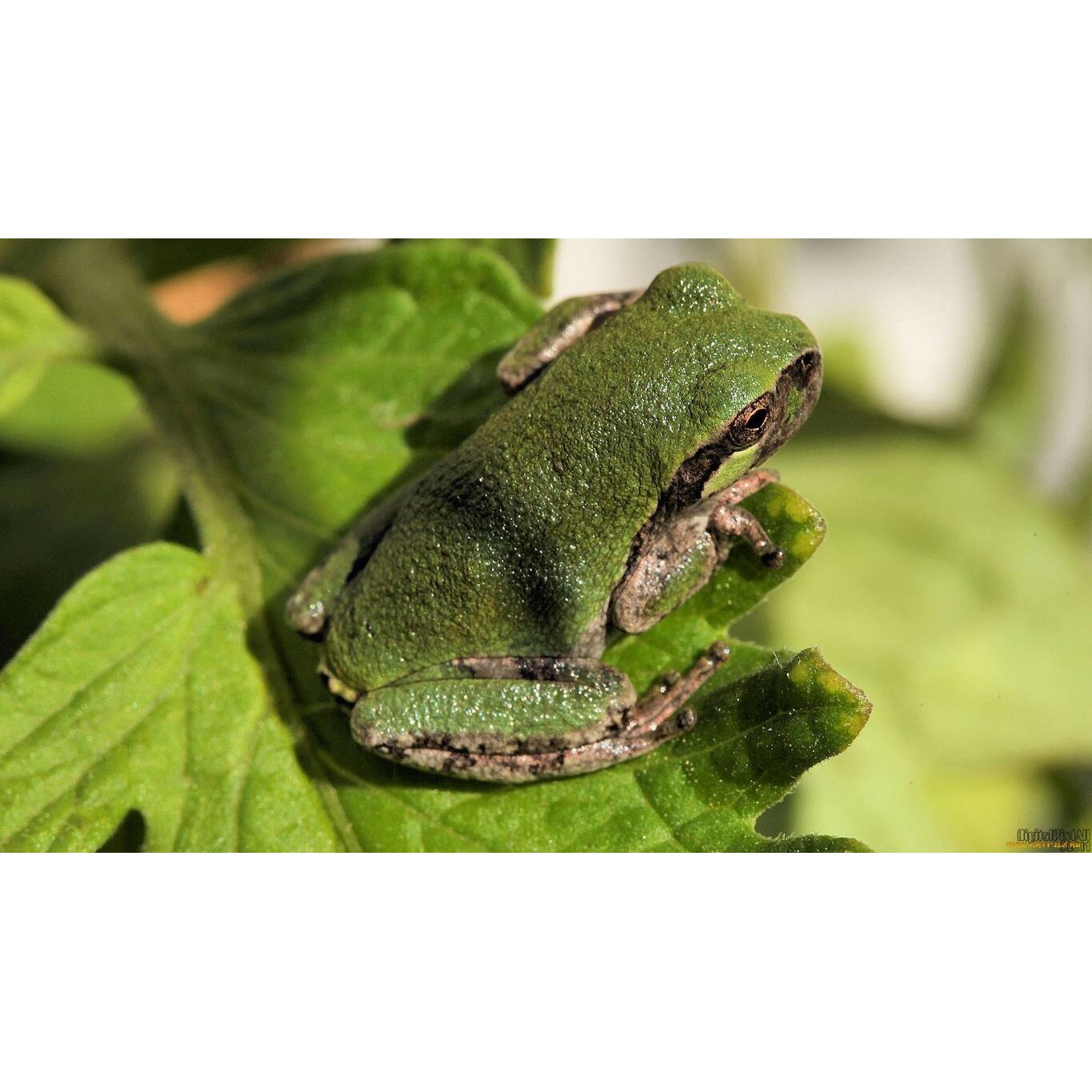 Tablou canvas 90x50 cm, Animale model 503