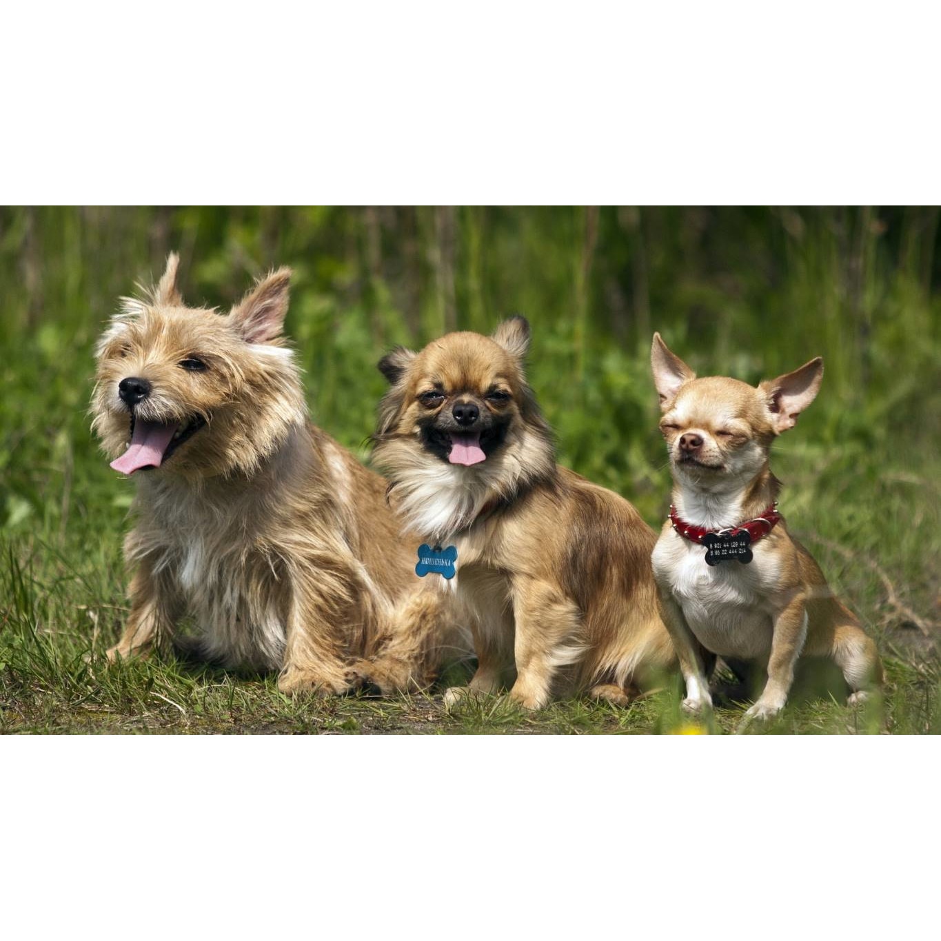 Tablou canvas 50x35 cm, Animale model 506