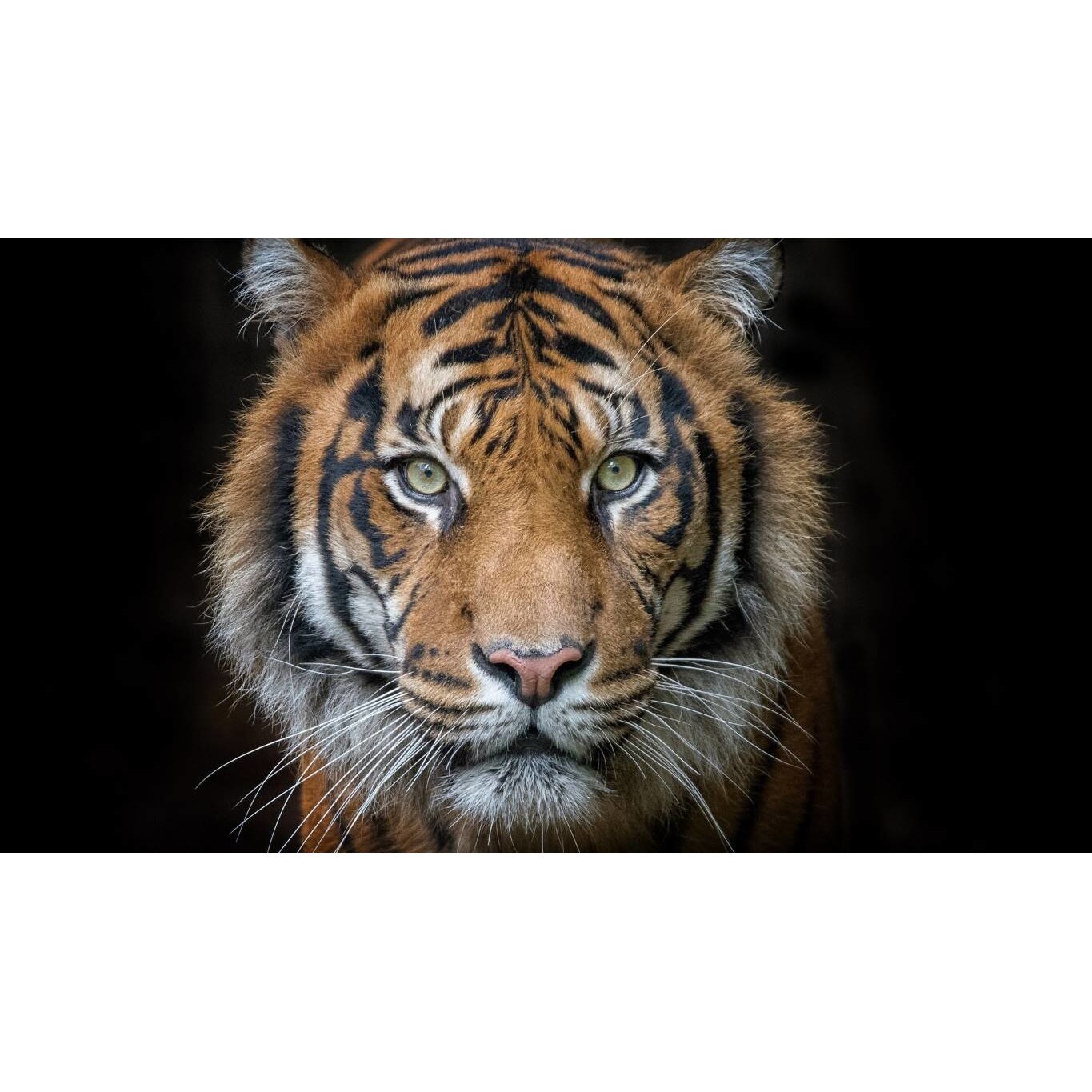 Tablou canvas 50x35 cm, Animale model 497