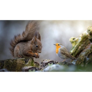 Tablou canvas 50x35 cm, Animale model 509 Tablou canvas 50x35 cm, Animale model 509