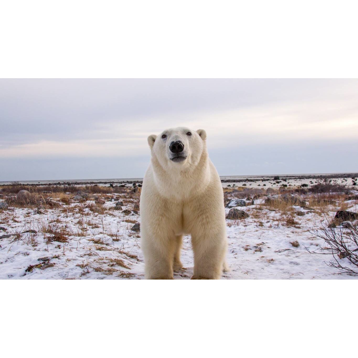 Tablou canvas 90x50 cm, Animale model 507