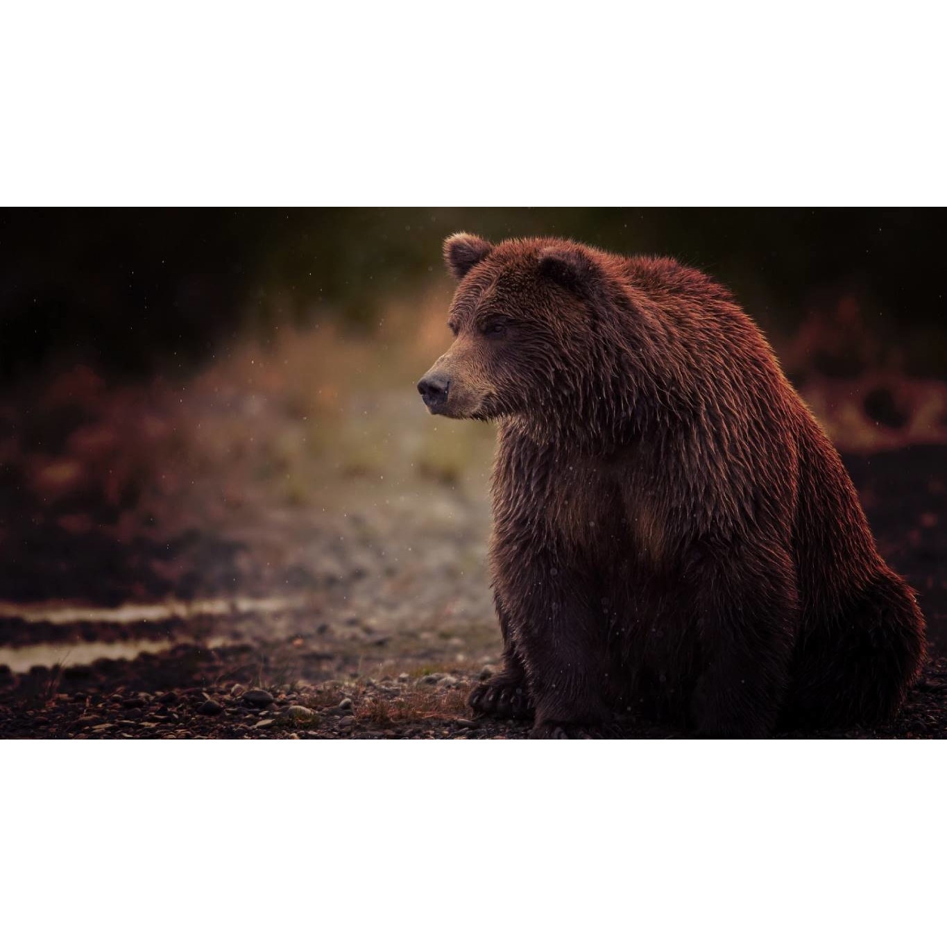 Tablou canvas 75x50 cm, Animale model 478