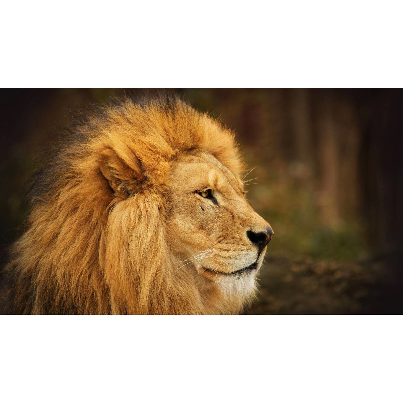 Tablou canvas 75x50 cm, Animale model 521