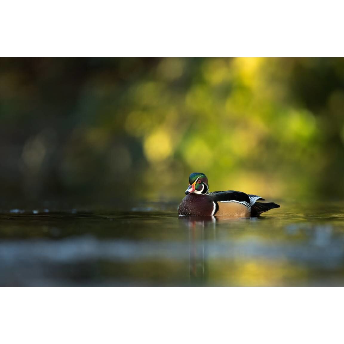 Tablou canvas 75x50 cm, Animale model 504