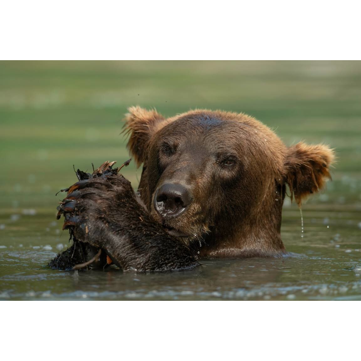 Tablou canvas 75x50 cm, Animale model 512