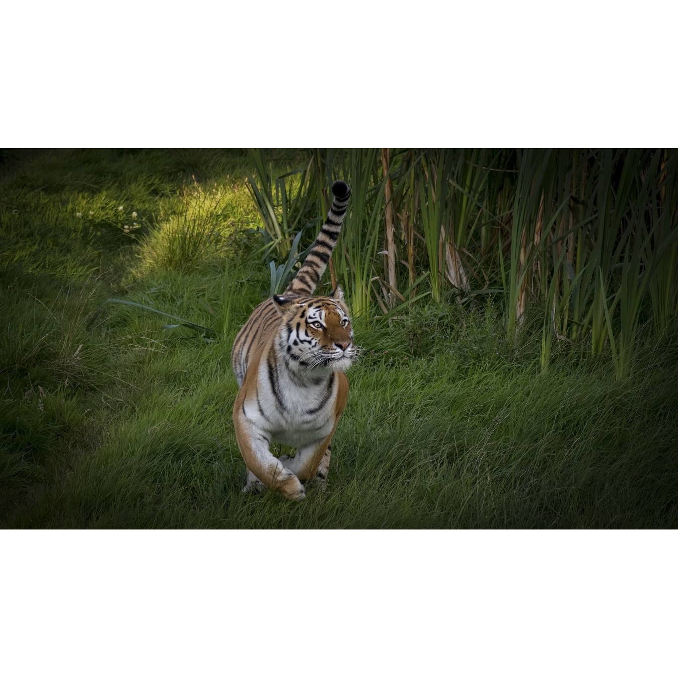 Tablou canvas 75x50 cm, Animale model 499