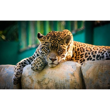 Tablou canvas 75x50 cm, Animale model 510 Tablou canvas 75x50 cm, Animale model 510