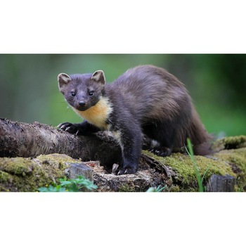 Tablou canvas 50x35 cm, Animale model 492 Tablou canvas 50x35 cm, Animale model 492