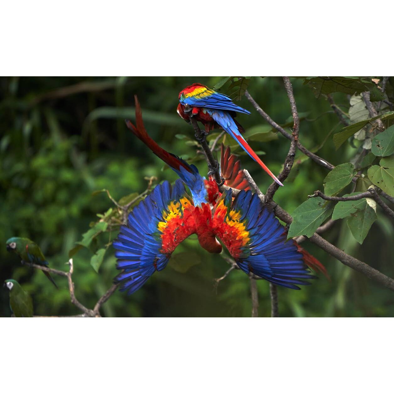 Tablou canvas 90x50 cm, Animale model 505