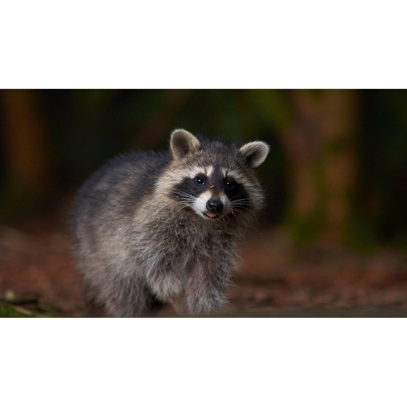 Tablou canvas 75x50 cm, Animale model 526