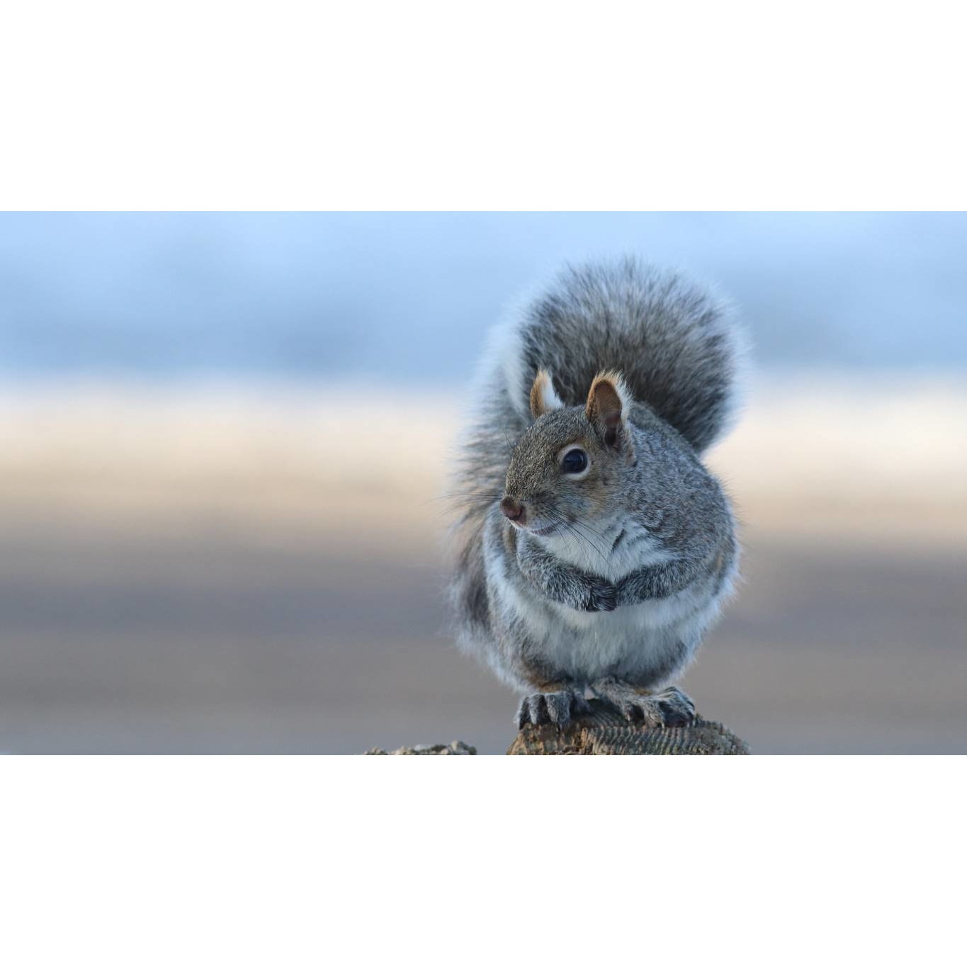 Tablou canvas 50x35 cm, Animale model 528