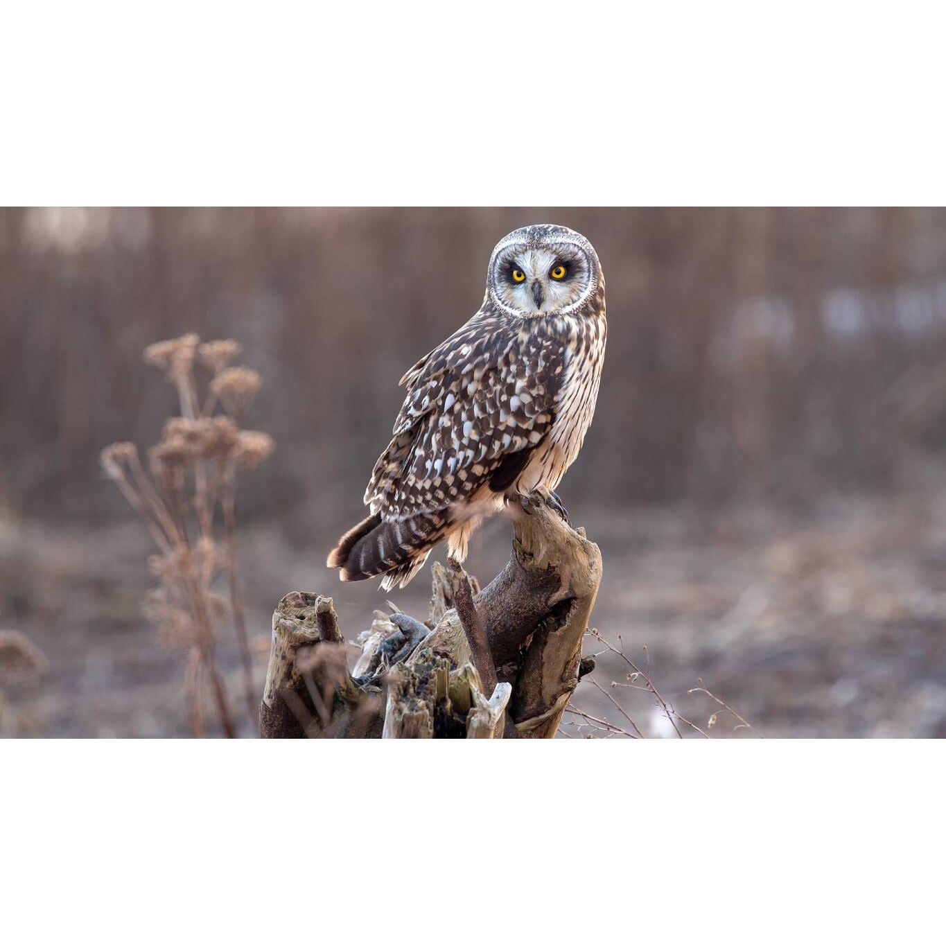 Tablou canvas 90x50 cm, Animale model 515