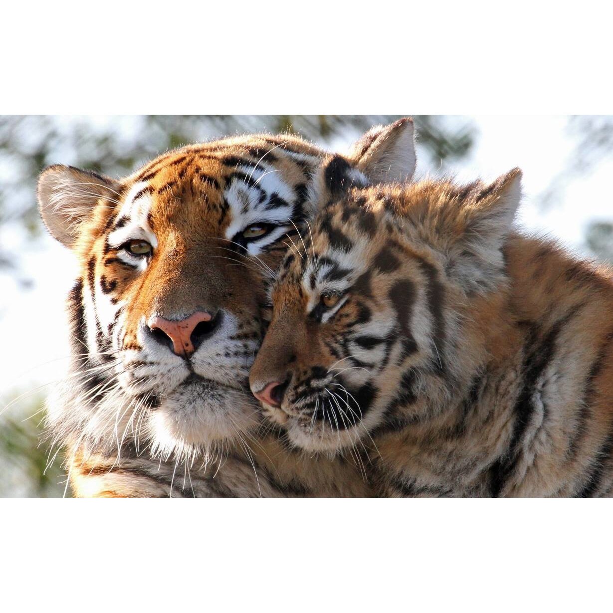 Tablou canvas 75x50 cm, Animale model 523