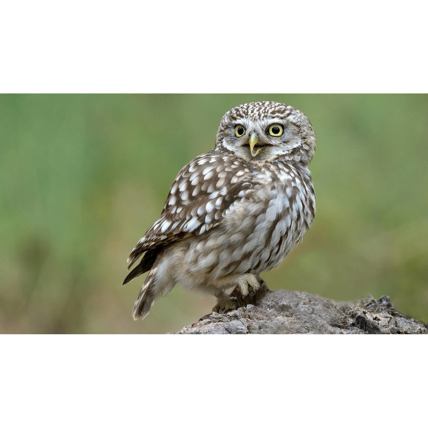 Tablou canvas 75x50 cm, Animale model 529