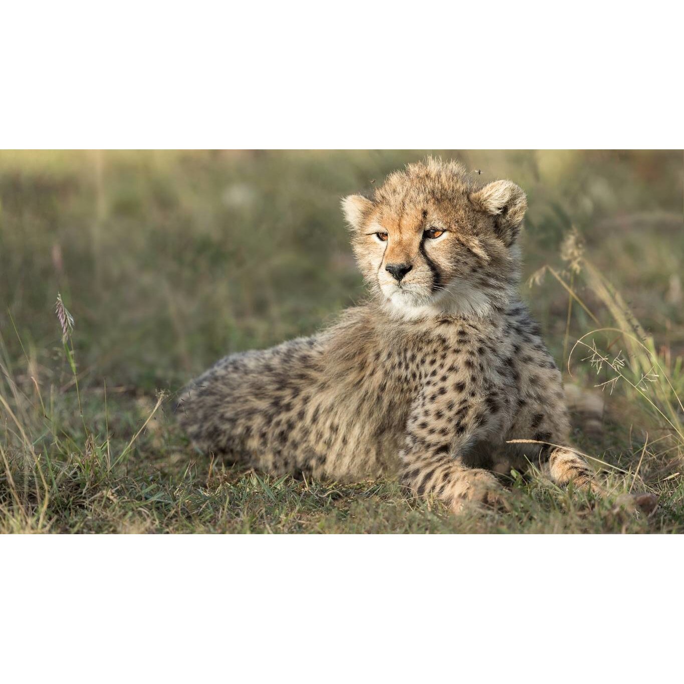 Tablou canvas 75x50 cm, Animale model 519