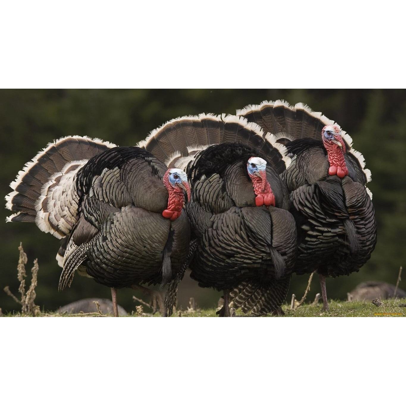 Tablou canvas 50x35 cm, Animale model 514