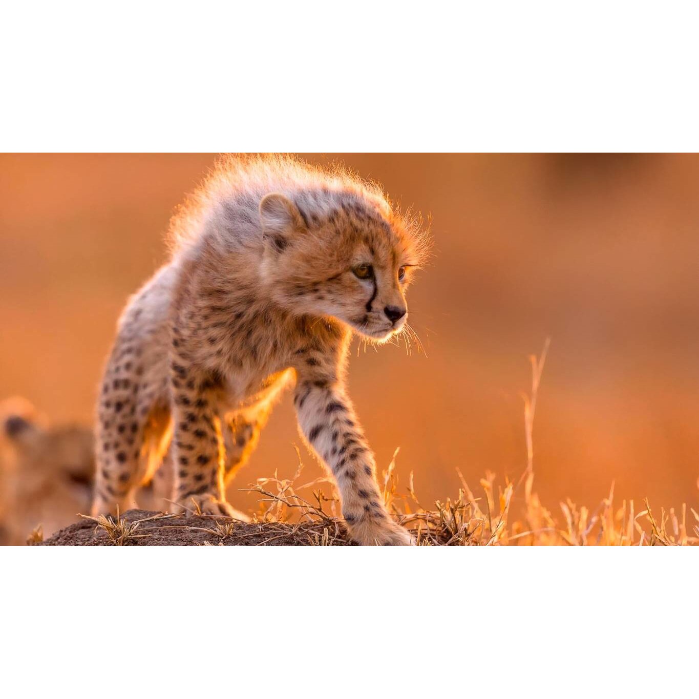 Tablou canvas 75x50 cm, Animale model 511