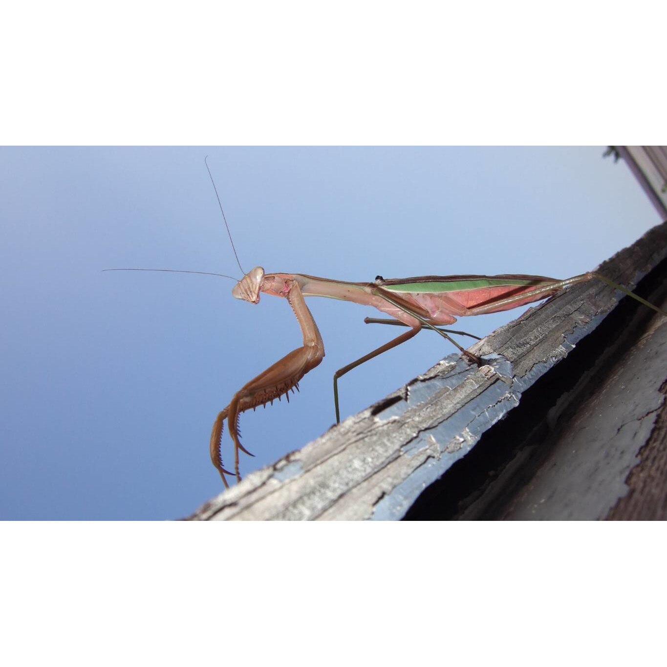 Tablou canvas 75x50 cm, Animale model 522