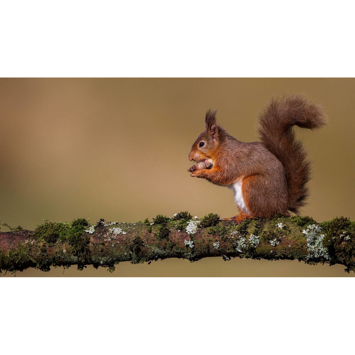 Tablou canvas 75x50 cm, Animale model 539