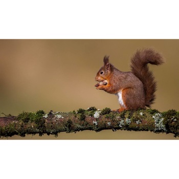 Tablou canvas 50x35 cm, Animale model 539 Tablou canvas 50x35 cm, Animale model 539