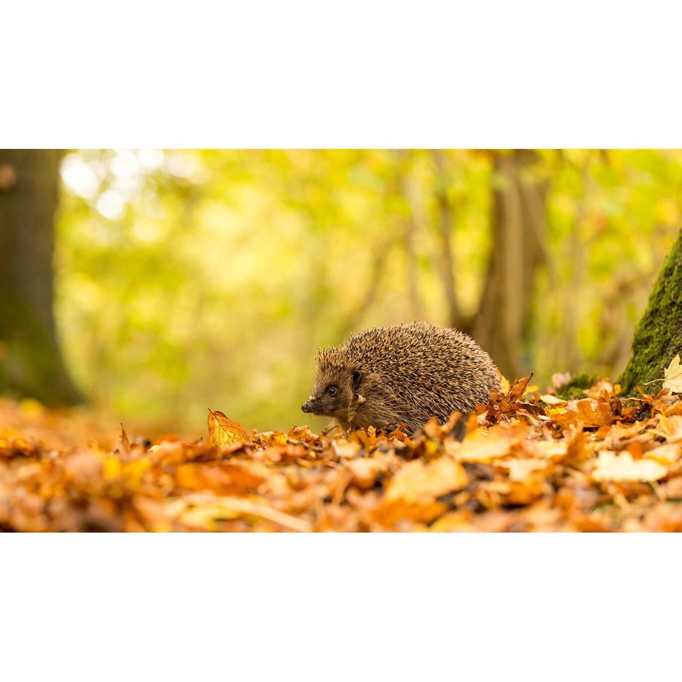 Tablou canvas 90x50 cm, Animale model 531