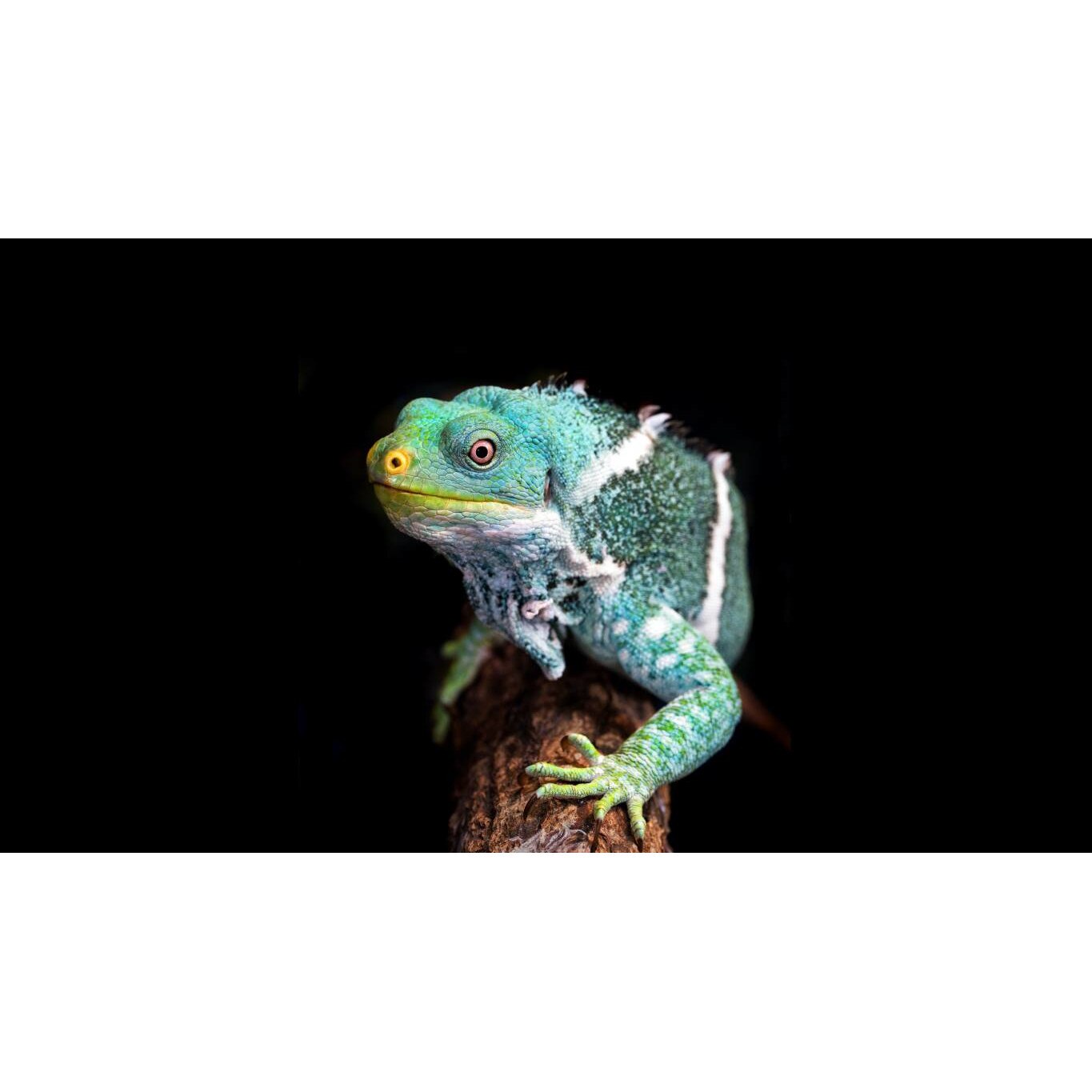 Tablou canvas 75x50 cm, Animale model 544