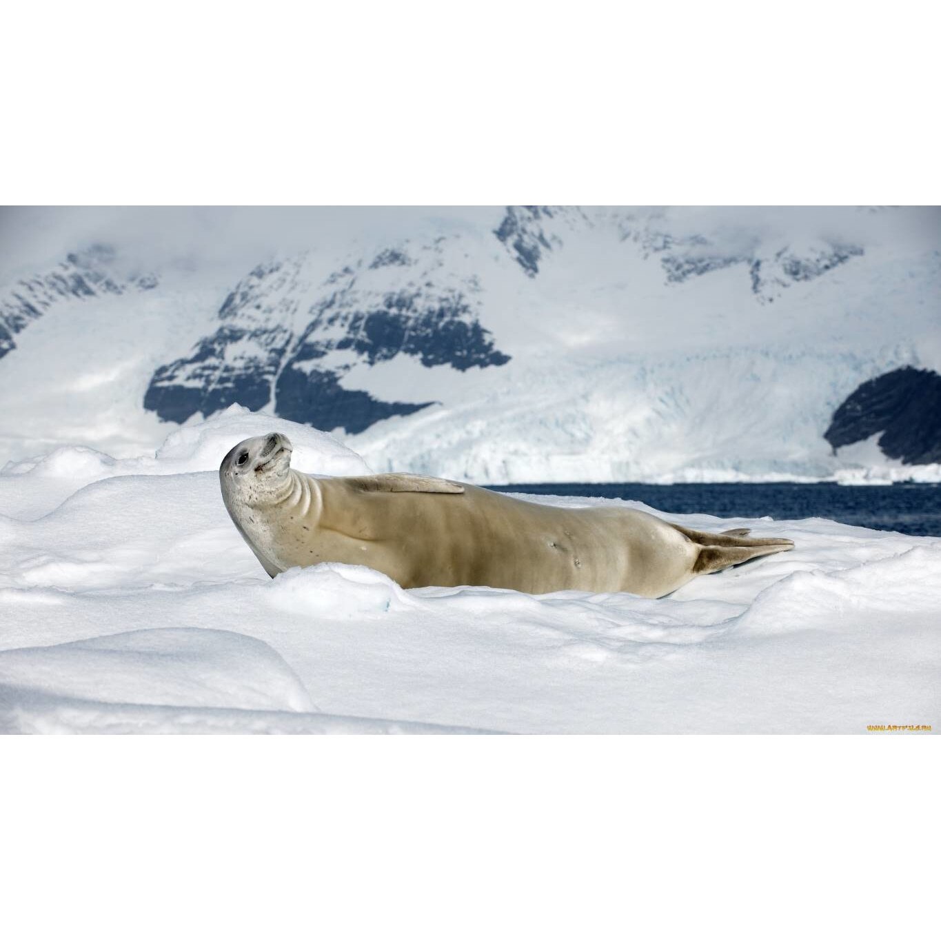 Tablou canvas 50x35 cm, Animale model 525