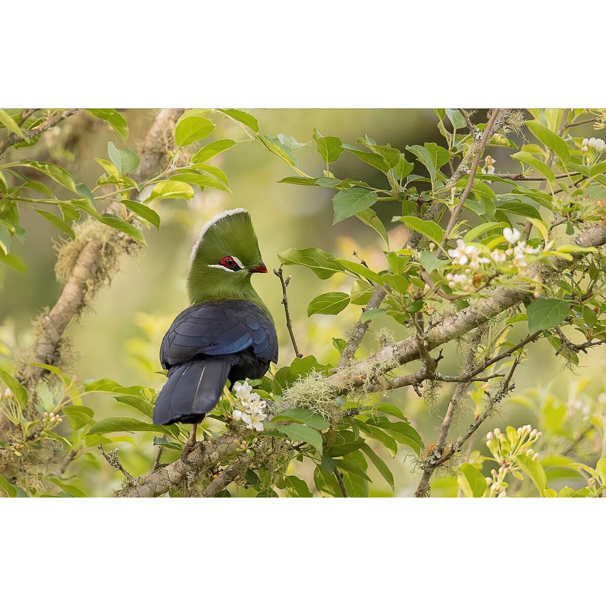 Tablou canvas 50x35 cm, Animale model 538